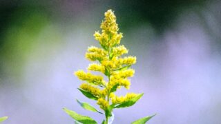 【天然ハーブ】背高泡立草　セイタカアワダチソウ1kg 個包装80個前後 天然ハーブ】背高泡立草 セイタカアワダチソウ1kg 個包装80個前後 背